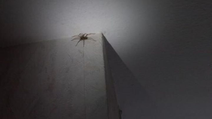 Eine Spinne krabbelt unter Lichtstrahl an einer hellen Decke in einer Ecke, umgeben von dunklen Schatten.