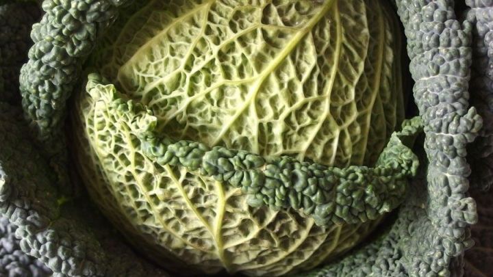 Wirsingbl&auml;tter umgeben einen frischen Kopf Wei&szlig;kohl, der in der K&uuml;che f&uuml;r Kohlrouladen vorbereitet wird.