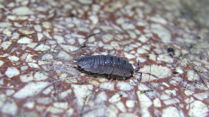 Ein Schabe krabbelt &uuml;ber einen strukturierten Boden, was auf eine m&ouml;gliche Hygieneproblematik hinweist.