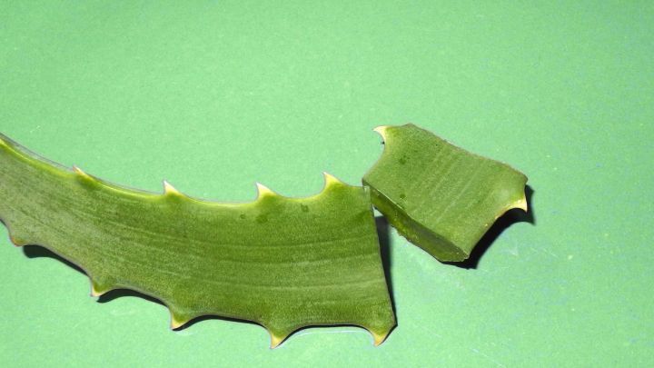 Gr&uuml;ne Aloe-Vera-Bl&auml;tter liegen auf einem gr&uuml;nen Hintergrund, w&auml;hrend ein St&uuml;ck Blatt abgeschnitten ist, bereit zur Anwendung.