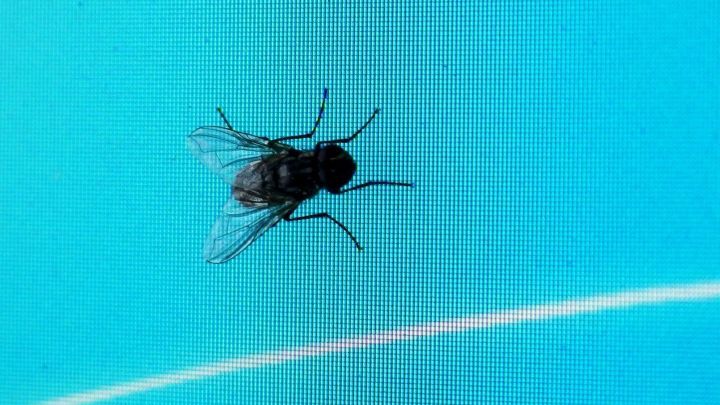 Ein schwarzes Insekt sitzt auf einem feinmaschigen Fensterfliegengitter, das vor einem blauen Hintergrund sichtbar ist.