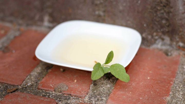 Ein wei&szlig;es Sch&auml;lchen mit Salbeitee steht auf dem Boden, umgeben von roten Ziegelsteinen, um Ameisen abzuhalten.