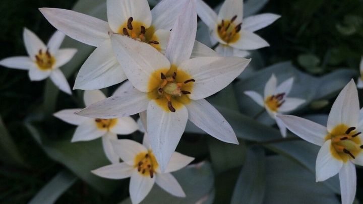 Wei&szlig;e Bl&uuml;ten mit gelben Details wachsen auf gr&uuml;nem Laub im Freien und sind von frischem Gras umgeben.