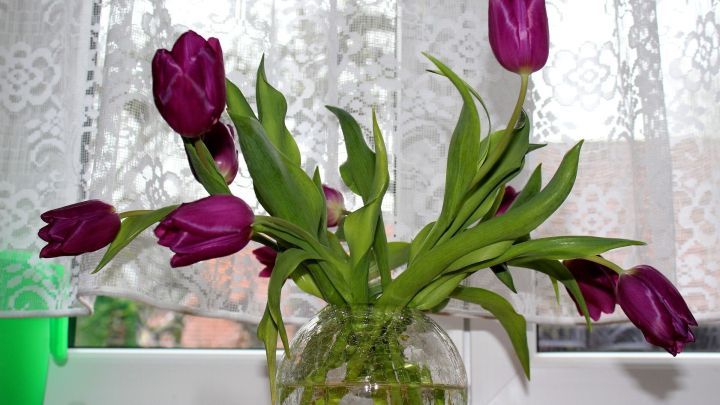 Violette Tulpen stehen in einer Vase, w&auml;hrend sie elegant nach oben wachsen, im Licht hinter einem Vorhang.