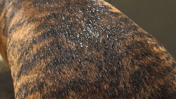 Der nasse R&uuml;cken eines Hundes zeigt, wie schnell Hunde trocken werden k&ouml;nnen. Der Kontext vermittelt ein h&auml;usliches Umfeld.