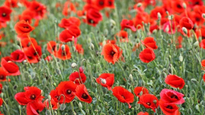 Rote Mohnblumen bl&uuml;hen lebhaft im Feld, umgeben von gr&uuml;nen St&auml;ngeln und Knospen in einer nat&uuml;rlichen Landschaft.