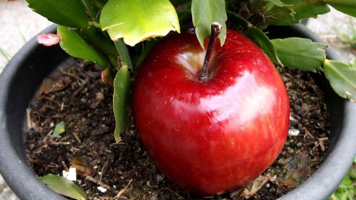 Eine gl&auml;nzende rote Apfelfrucht liegt neben einer Gr&uuml;npflanze in einem schwarzlichen Topf, umgeben von Erde und Bl&auml;ttern.