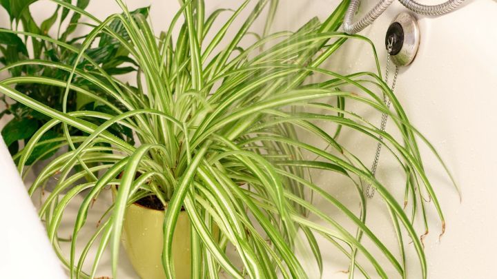 Eine gr&uuml;ne Zimmerpflanze steht in einer Badewanne, w&auml;hrend sie mit Wasser aus einer Dusche bespr&uuml;ht wird.