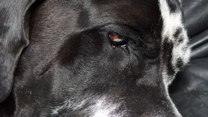 Ein Hund mit tr&uuml;bem Blick sitzt ruhig auf einem schwarzen Untergrund, m&ouml;glicherweise aufgrund einer bitteren Medizin.