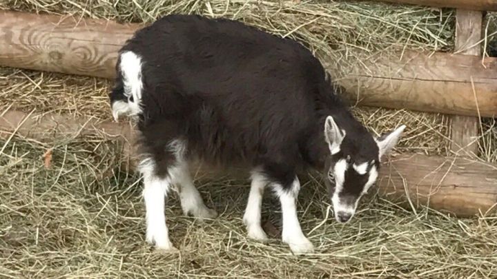 Ein schwarzes Zicklein steht auf einer Wiese und frisst Heu in einem Zaunbereich eines Bauernhofs.