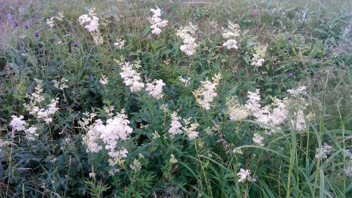Eine bl&uuml;hende Ansammlung von Wildkr&auml;utern w&auml;chst in einem gr&uuml;nen Feld, ideal zum Vormittagssammeln in der Natur.