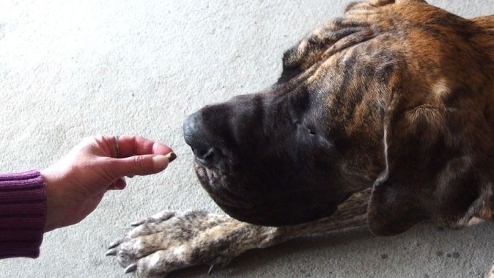 Ein Hund liegt ruhig auf dem Boden und nimmt ein Medikament von einer Hand entgegen. Die Umgebung ist schlicht und neutral.