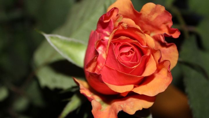 Rosen bl&uuml;hen pr&auml;chtig in orangerot und stehen gesund zwischen gr&uuml;nen Bl&auml;ttern, ideal gesch&uuml;tzt gegen L&auml;use.