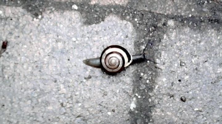 Schnecke kriecht auf Kiesweg; Betonte Muster des Schneckenhauses vor grauem Hintergrund.