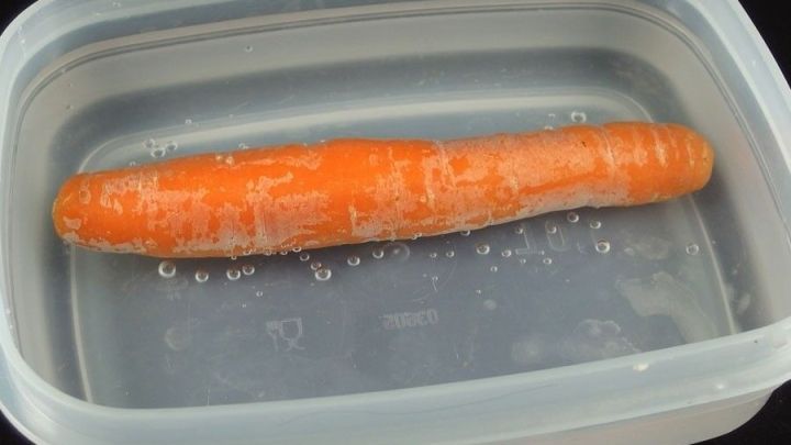 Eine orange Karotte schwimmt in einem Wasserbeh&auml;lter, um wieder knackig und frisch zu werden.
