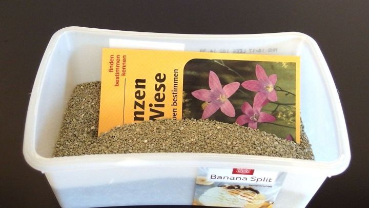 Ein Beh&auml;lter mit Katzenstreu liegt auf einem Tisch, w&auml;hrend ein muffiges Buch teilweise darin vergraben ist.