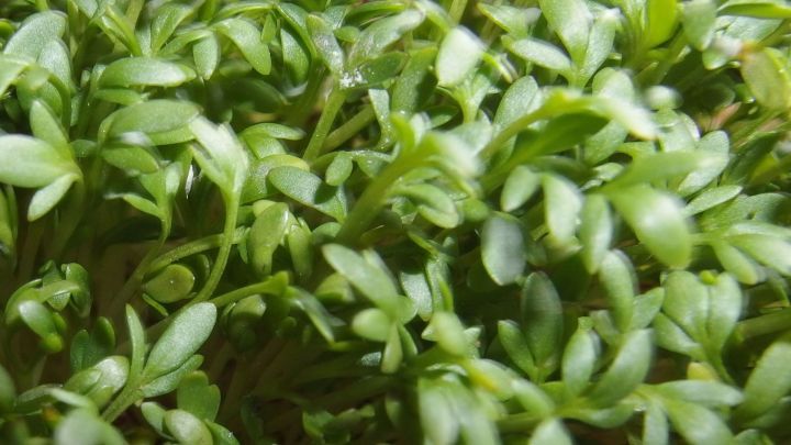 Kleine, gr&uuml;ne Kr&auml;uter wachsen dicht in einem feuchten Umfeld und zeigen gesunde, lebendige Bl&auml;tter in verschiedenen Gr&uuml;nt&ouml;nen.