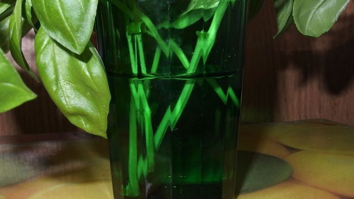 Ein gr&uuml;nes Glas mit frischen Kr&auml;utern steht in Zuckerwasser, w&auml;hrend sich die Bl&auml;tter lebhaft um das Glas gruppieren.