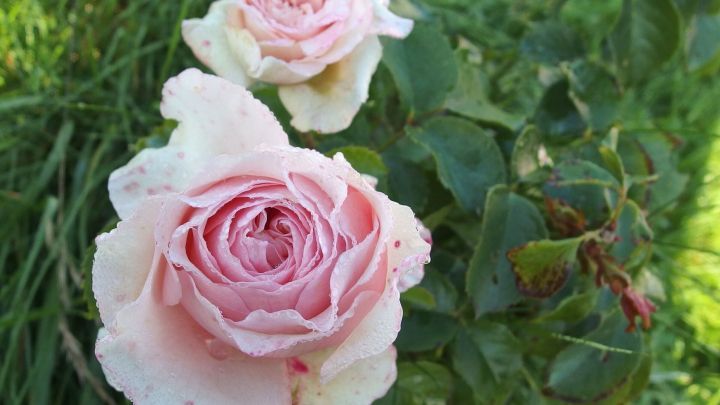 Zwei pinke Rosen bl&uuml;hen &uuml;ppig im gr&uuml;nen Garten, umgeben von frischem Gras und sanften Bl&auml;ttern.