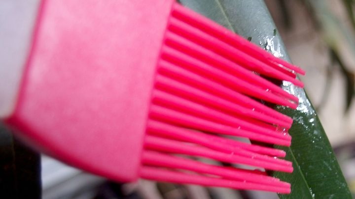 Ein roter Pinsel tr&auml;gt Soja&ouml;l auf ein gr&uuml;nes Blatt auf; wahrscheinlich zum Schutz gegen Mehltau bei Zimmerpflanzen.