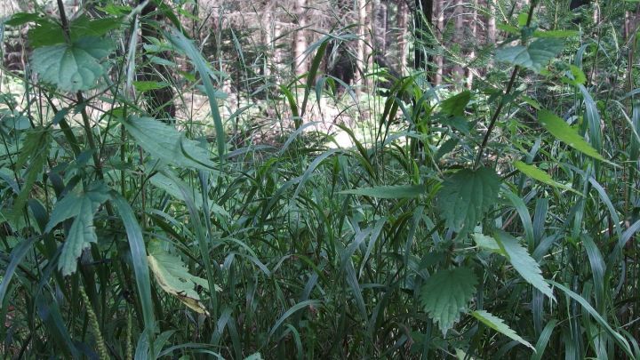 Brennnesseln wachsen dicht in einem Waldgebiet, umgeben von anderen Pflanzen, die zur nat&uuml;rlichen Umgebung beitragen.
