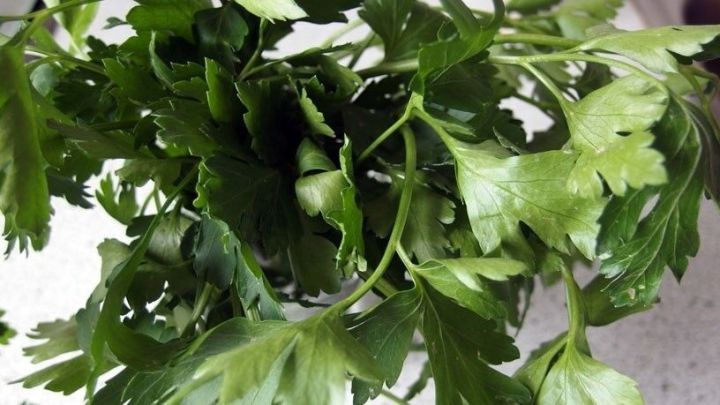 Frische Petersilie liegt bereit und wird zur Zubereitung eines gesunden Kreislauftrunks verwendet, umgeben von einer hellen Arbeitsfl&auml;che.