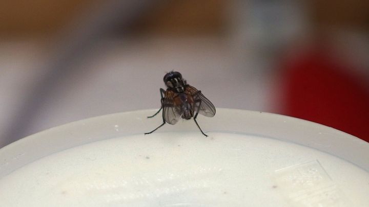 Eine Fliege sitzt auf einer wei&szlig;en Oberfl&auml;che und ist auf der Suche nach Nahrung in einem vertrauten Innenraum.