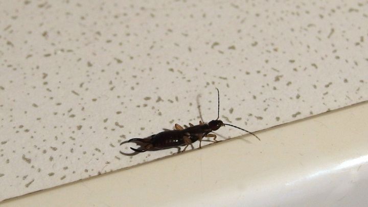 Ein Ohrenkneifer kriecht auf einer hellen, strukturierten Oberfl&auml;che und k&ouml;nnte dabei helfen, L&auml;use zu fressen.