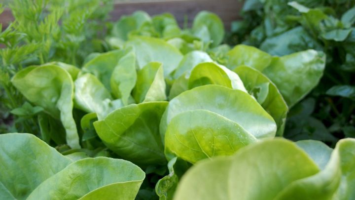 Frischer Salat w&auml;chst &uuml;ppig in einem Gartenbeet, bereit zur Verwendung in einer k&ouml;stlichen Salatsuppe.