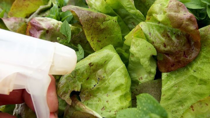 Gr&uuml;n-bl&auml;ttriger Salat wird mit einer Spr&uuml;hflasche bespr&uuml;ht, um Blattl&auml;use erfolgreich zu bek&auml;mpfen.