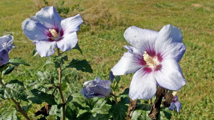 Hibiskusbl&uuml;ten wachsen &uuml;ppig im Freien, w&auml;hrend sich Blattl&auml;use daran aufhalten und die Pflanze sch&auml;digen.