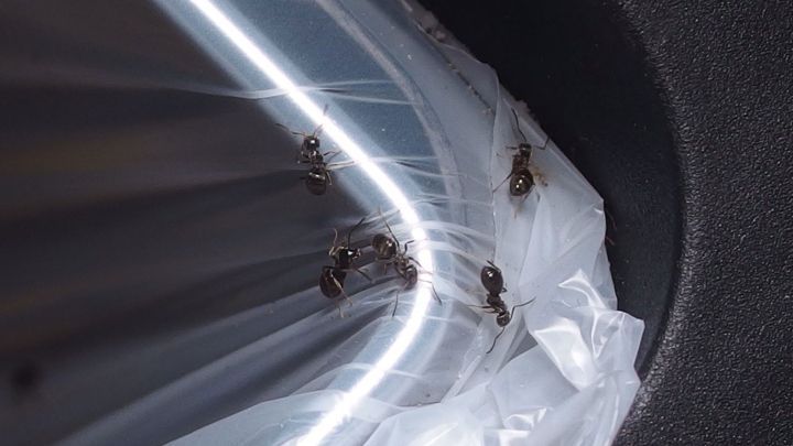 Eine Gruppe Ameisen krabbelt auf eine Plastikt&uuml;te, die sich in einem dunklen, gesch&uuml;tzten Bereich befindet.