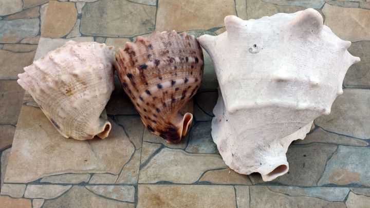 Drei verschiedene Muscheln liegen auf einem flachen, steinernen Untergrund und warten darauf, f&uuml;r kreative Bastelprojekte verwendet zu werden.