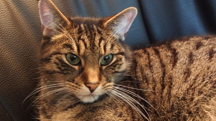 Eine gestreifte Katze liegt entspannt auf einem schwarzen Sofa und schaut aufmerksam umher, trinkt aber kein Leitungswasser.