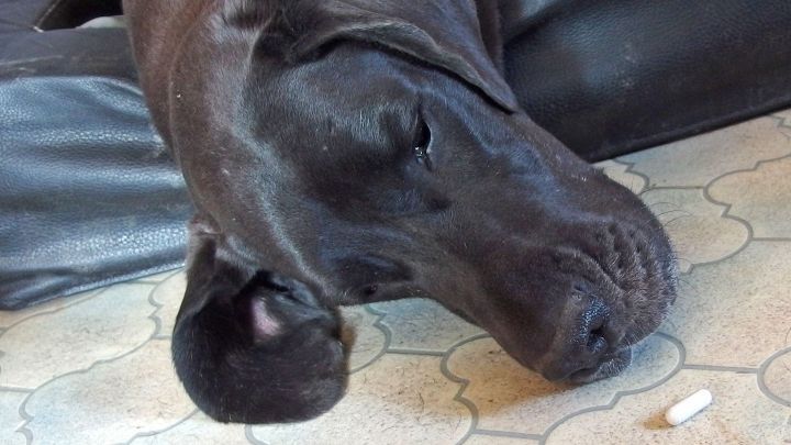 Ein Hund liegt entspannt auf dem Boden und ignoriert eine Tablette, die neben ihm liegt.