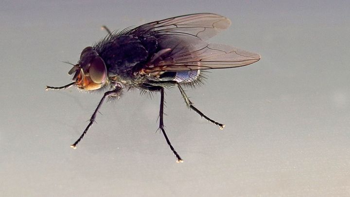 Ein Fliegeninsekt schwebt in der Luft, umgeben von einer neutralen Hintergrundfarbe, ideal zum Vertreiben mit Essigessenz.