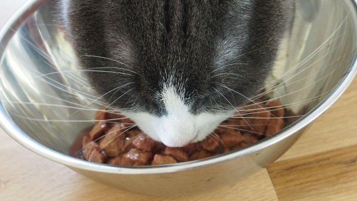 Eine Katze frisst konzentriert aus einem metallenen Napf mit Futter auf einem Holztisch.