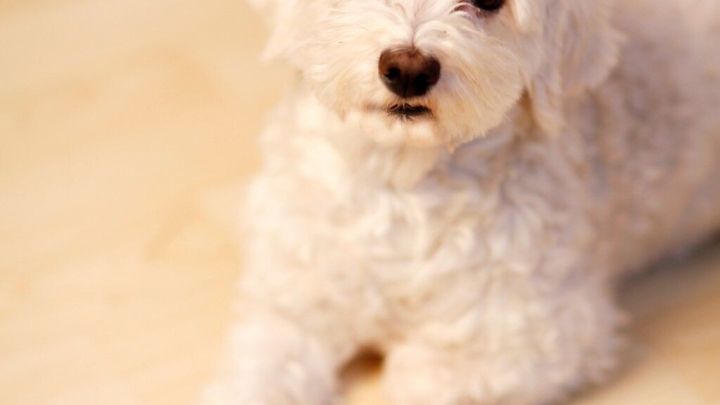 Ein kleiner Hund liegt auf dem Boden und schaut aufmerksam, w&auml;hrend zwei Tabletten neben ihm liegen.