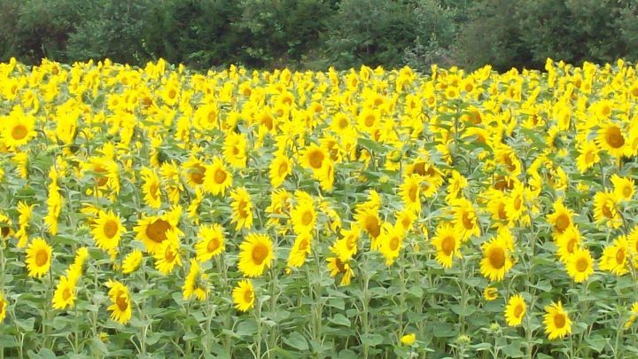 Ein Feld mit leuchtend gelben Sonnenblumen bl&uuml;ht lebhaft im Freien, umgeben von gr&uuml;nen B&auml;umen im Hintergrund.