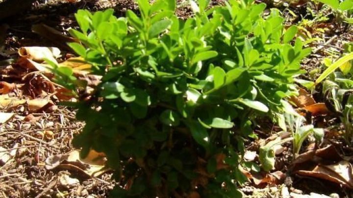 Ein junger Buchsbaum w&auml;chst &uuml;ppig auf der Erde, umgeben von Laub und Pflanzen im hellen Sonnenlicht des Gartens.