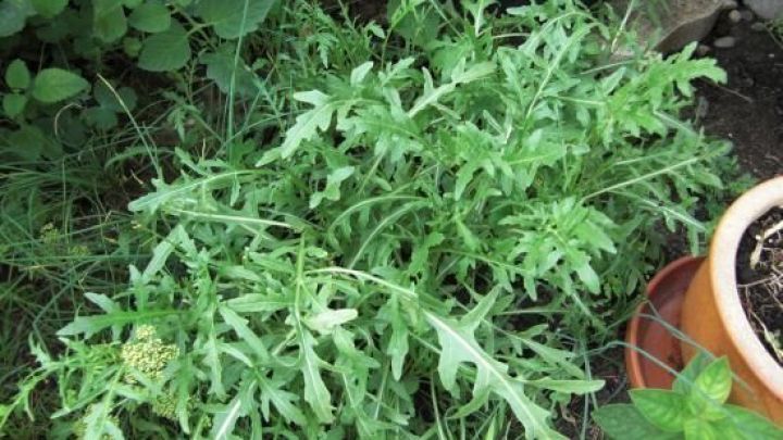 Rucola selber ziehen einfach und ertragreich Frag Mutti