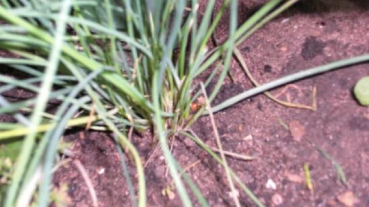 Schnittlauch w&auml;chst aus dem Boden im Garten, umgeben von Erde und vereinzelt anderen Pflanzenst&auml;ngeln.