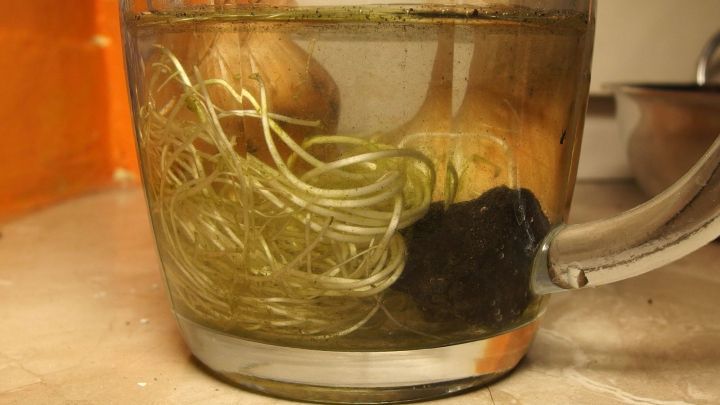 Ein Glas Wasser enth&auml;lt Wurzeln von Stecklingen und ein St&uuml;ck Holzkohle, die zur F&ouml;rderung des Wachstums dient.