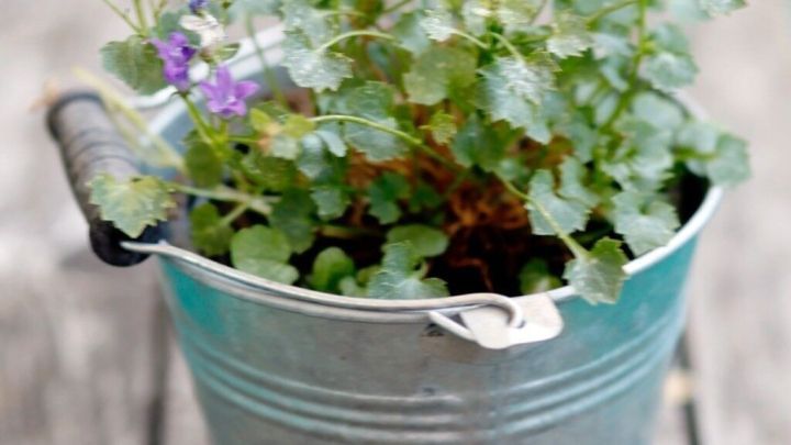 Eine Silberkanne mit gr&uuml;ner Pflanze und lila Bl&uuml;ten steht auf einem Holztisch, umgeben von nat&uuml;rlichem Licht.
