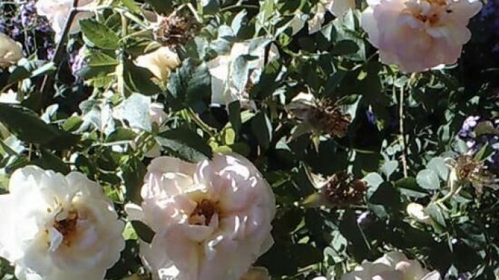 Rosen bl&uuml;hen &uuml;ppig in einem sonnenbeschienenen Garten als kostenlose Gartenpflanzen.