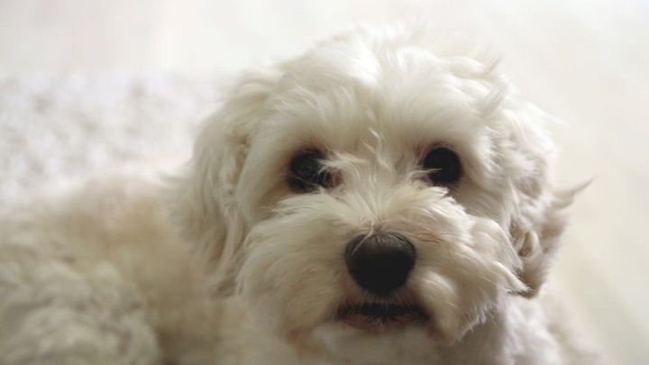 Ein kleiner, wei&szlig;er Hund sitzt auf einem weichen Teppich und schaut neugierig, bereit, stubenrein zu werden.