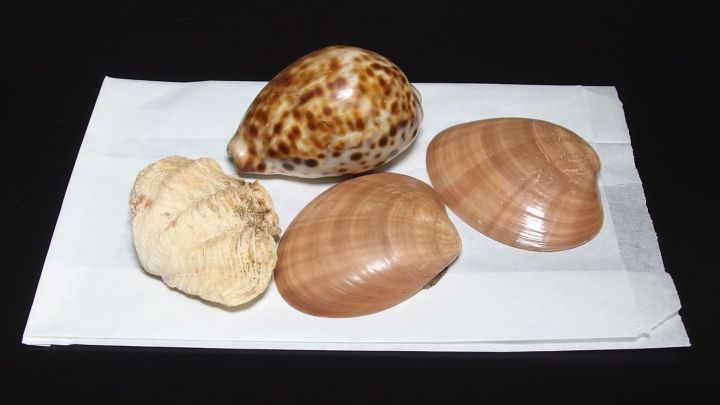 Eine Rolle mit Muscheln liegt auf einem wei&szlig;en Tuch, ideal f&uuml;r den Urlaub und das Fr&uuml;hst&uuml;ck im Freien.