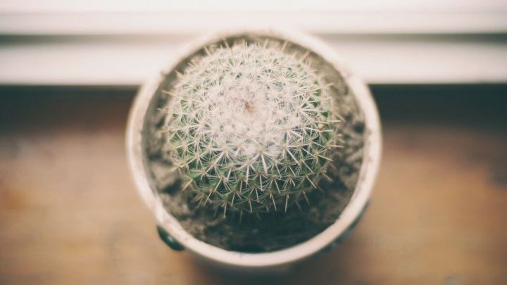 Ein Kaktus steht ruhig in einem wei&szlig;en Topf auf einem Holztisch vor einem Fenster.