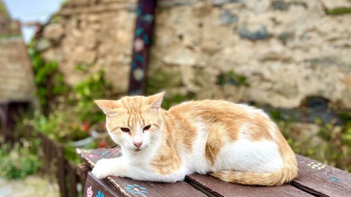 Eine Katze liegt entspannt auf einer farbigen Planke in einer alten, mit Pflanzen bewachsenen Umgebung.