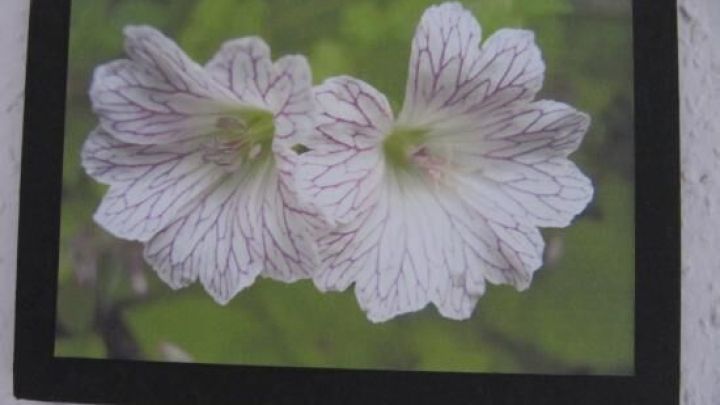 Zwei wei&szlig;e Blumen mit roten Adern, auf Klebefoto auf Styropor, h&auml;ngen an einer wei&szlig;en Wand vor gr&uuml;nem, unscharfem Hintergrund.